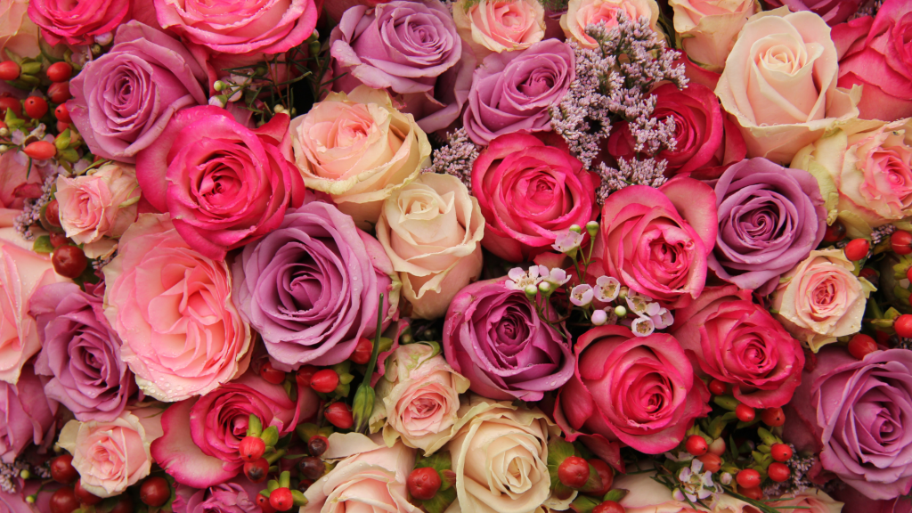 Hoa hồng (Rosa sp.)