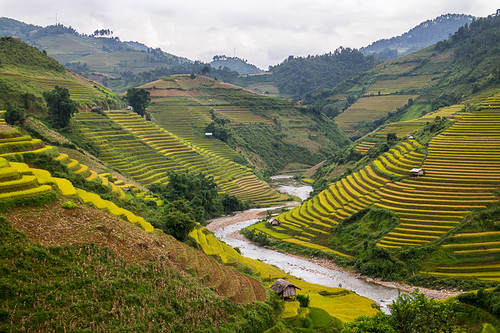 Rice Terraces