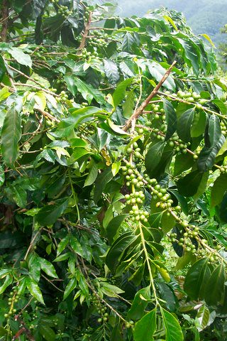 Coffee Plant in Vietnam
