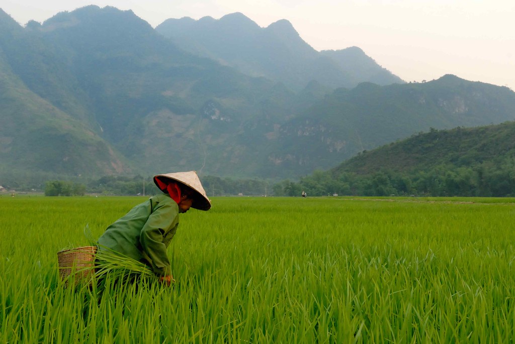 Vietnam