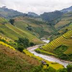 Rice Terraces