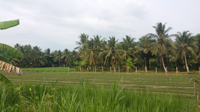 A vegetable field, Phước Thạnh commune, Mỹ Tho, Tiền Giang, Vietnam, at February-2022, photo 1.jpg