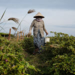 Agriculture in Vietnam (28132442379).jpg