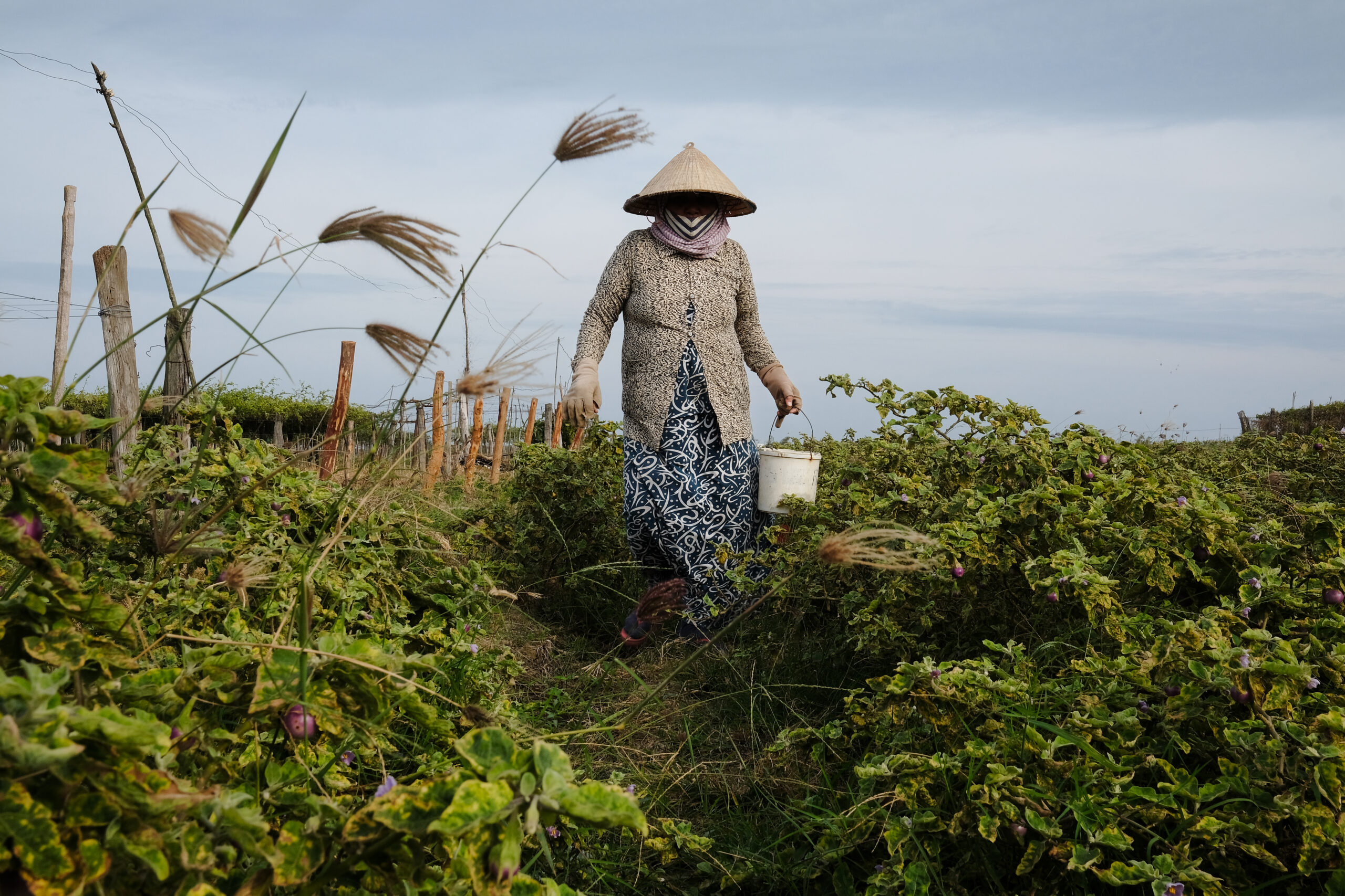 Agriculture in Vietnam (28132442379).jpg