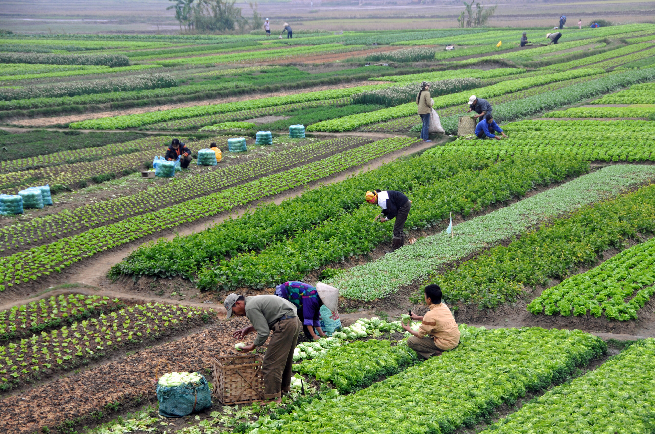 Agriculture in Vietnam with farmers.jpg