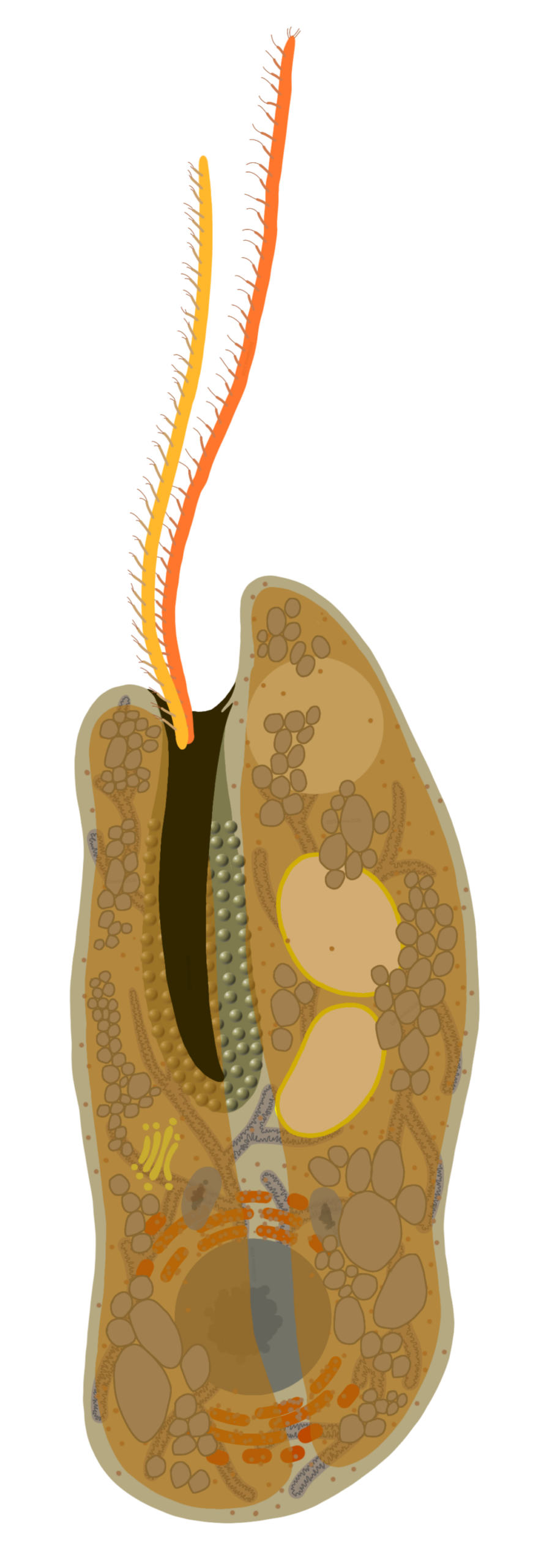 Cryptomonas borealis lateral no labels DOTkamina.png