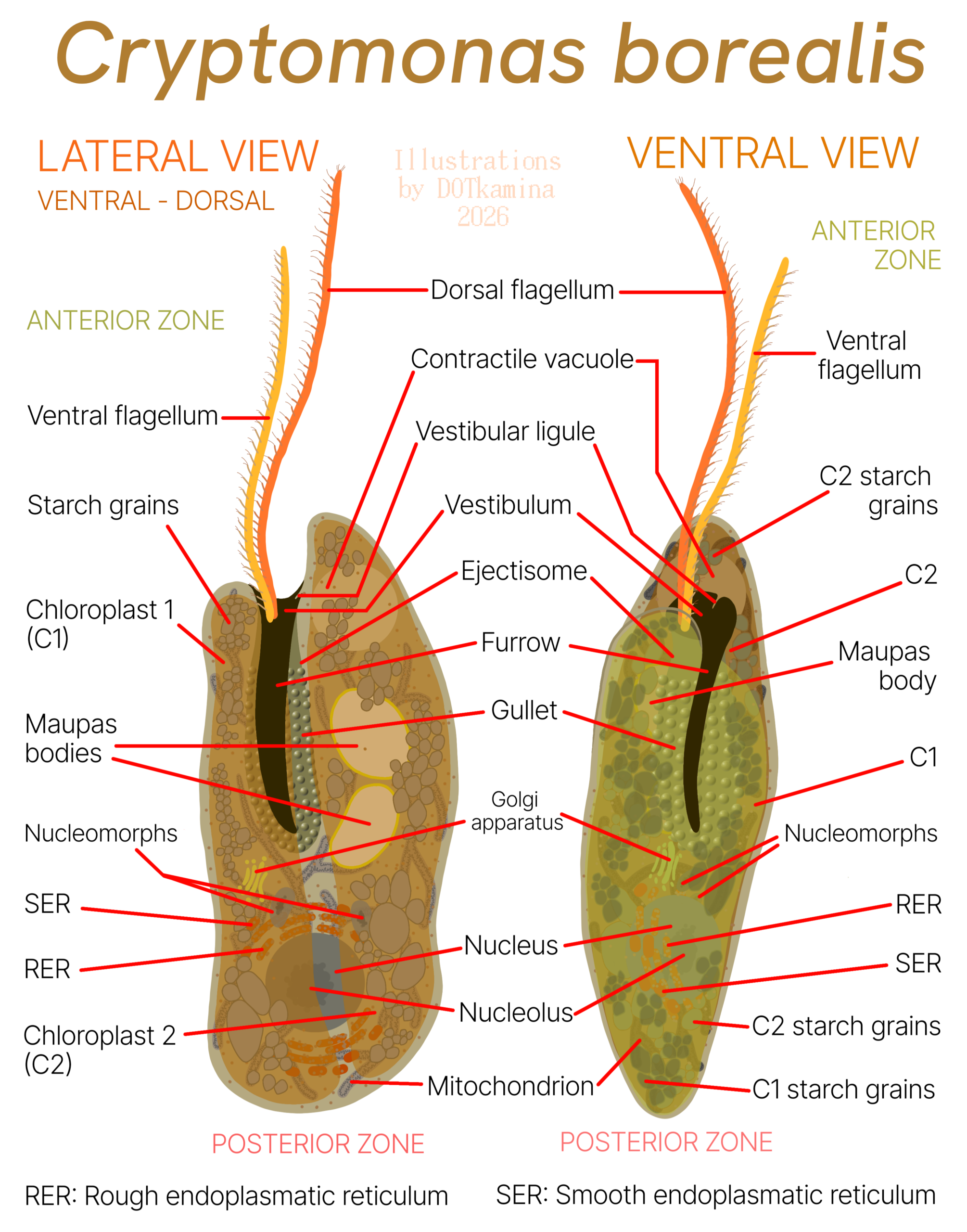 Cryptomonas borealis DOTkamina.png