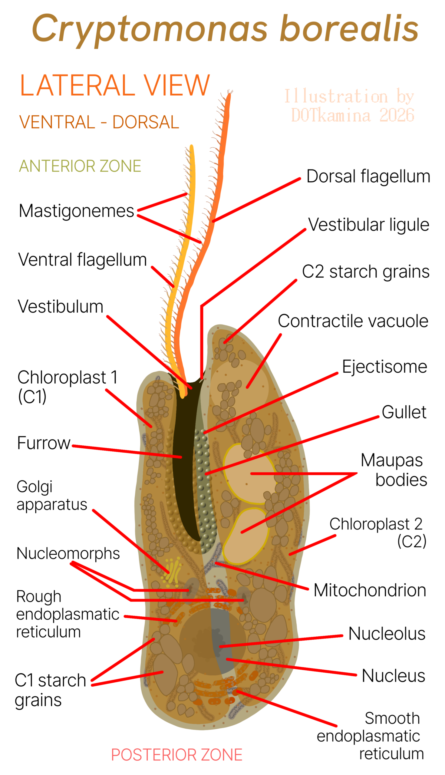 Cryptomonas borealis lateral view DOTkamina.png