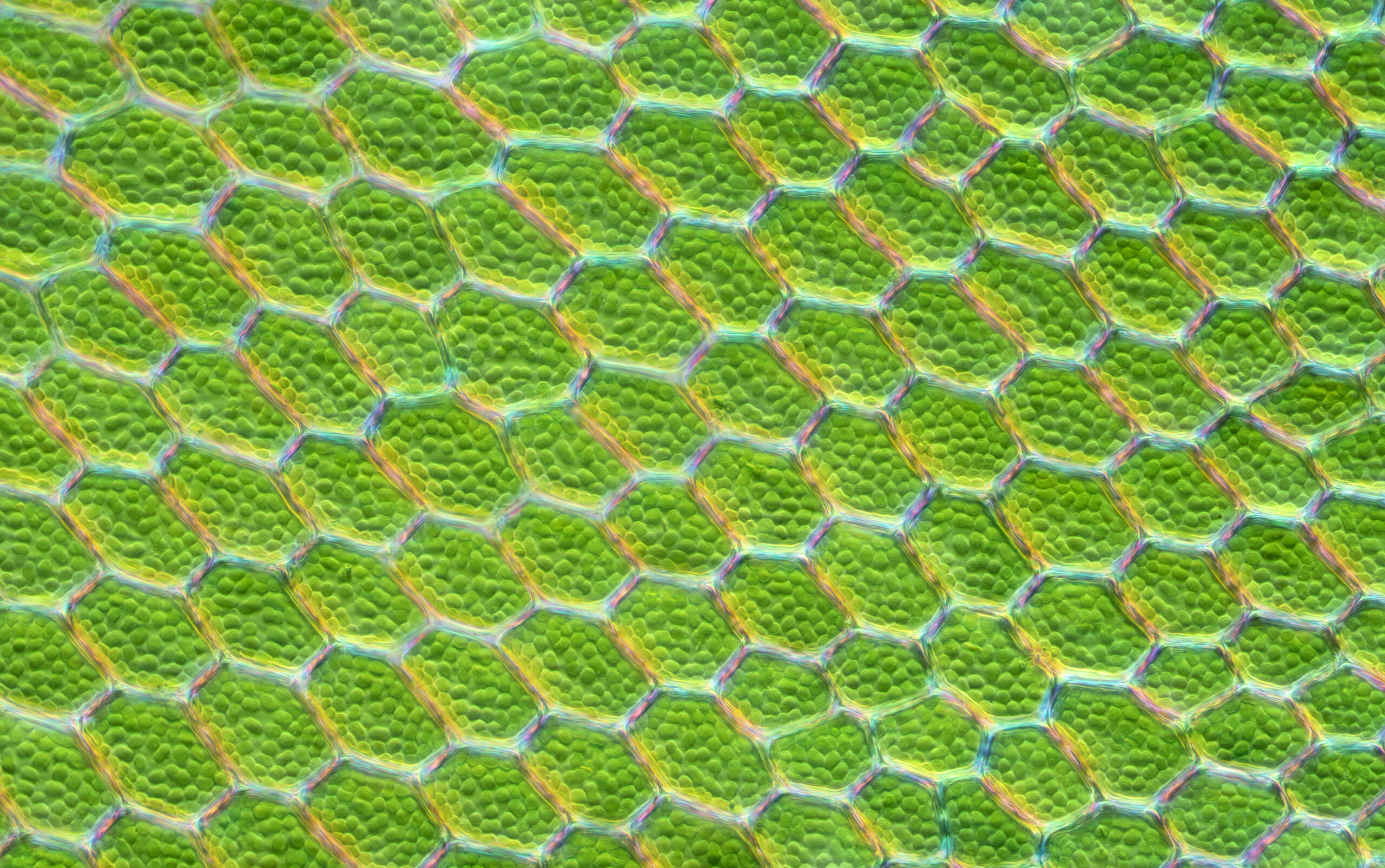 Bryophyte Leaf Cells.jpg