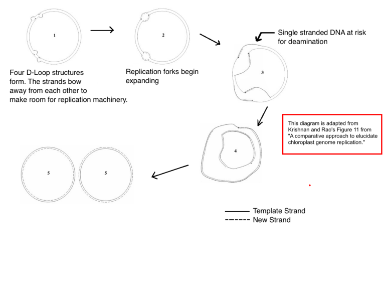Chloroplast Replication.png