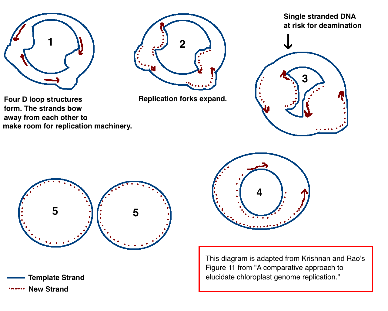 CpDNA Replication.png