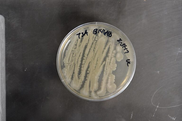 Azotobacter trong đất: cố định đạm tự do và giới hạn ứng dụng - real field image 1