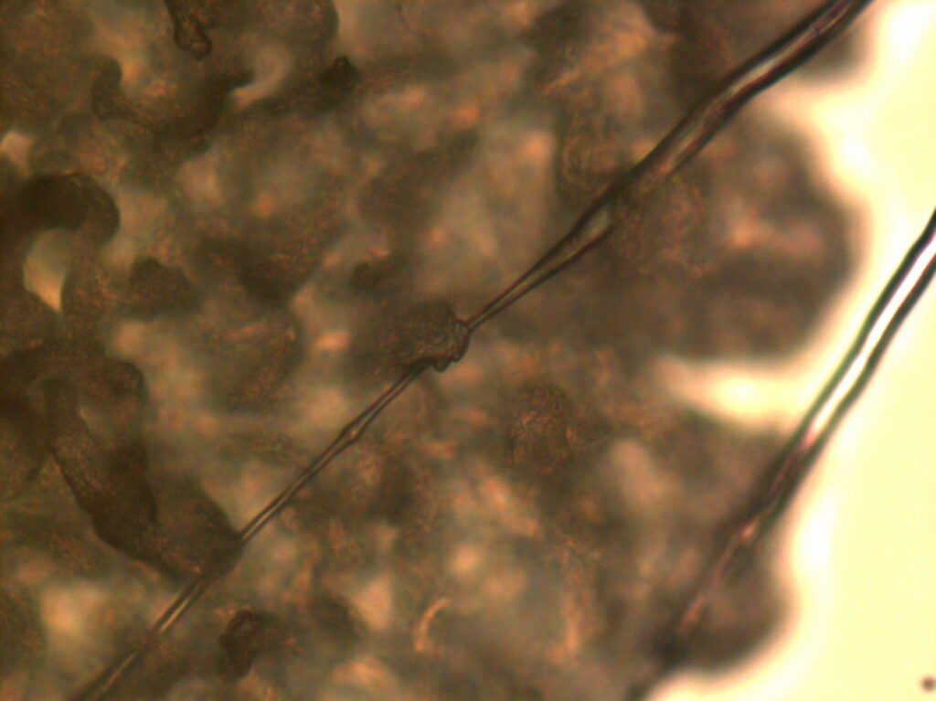 Bacillus velezensis/amyloliquefaciens: đối kháng và kích thích sinh trưởng - real field image 1