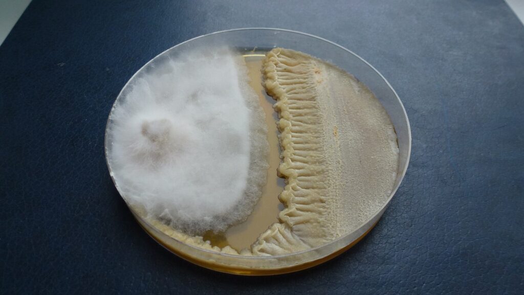 Bacillus velezensis/amyloliquefaciens: đối kháng và kích thích sinh trưởng - real field image 2