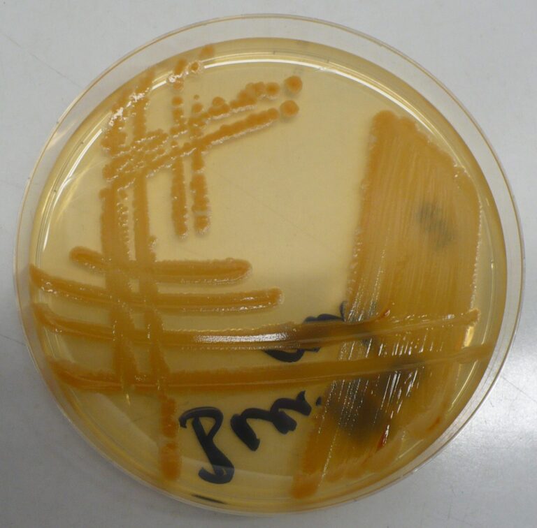 Bacillus subtilis trong nông nghiệp: cơ chế, chọn chủng và cách dùng - real field image 1