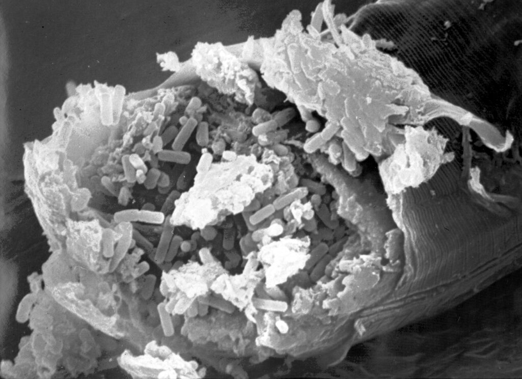 Bacillus thuringiensis trong quản lý sâu hại: độc tố và tính kháng - real field image 2