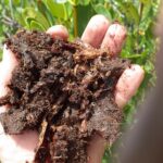 Biochar cải thiện đất – CEC, hữu cơ bền và giới hạn ứng dụng