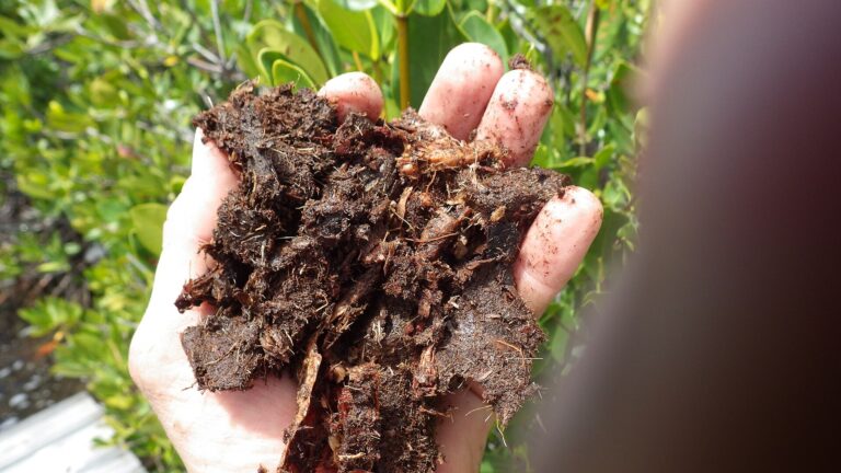 Biochar trong canh tác: đặc tính, hoạt hóa và quy trình sử dụng an toàn - real field image 1