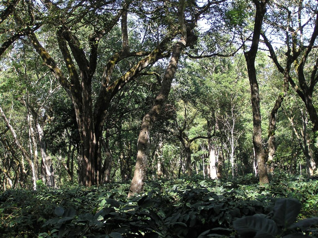 Vườn cà phê Arabica dưới tán che