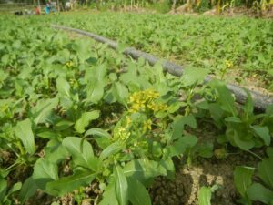 Ruộng rau cải thìa/cải bẹ xanh nhóm Brassica