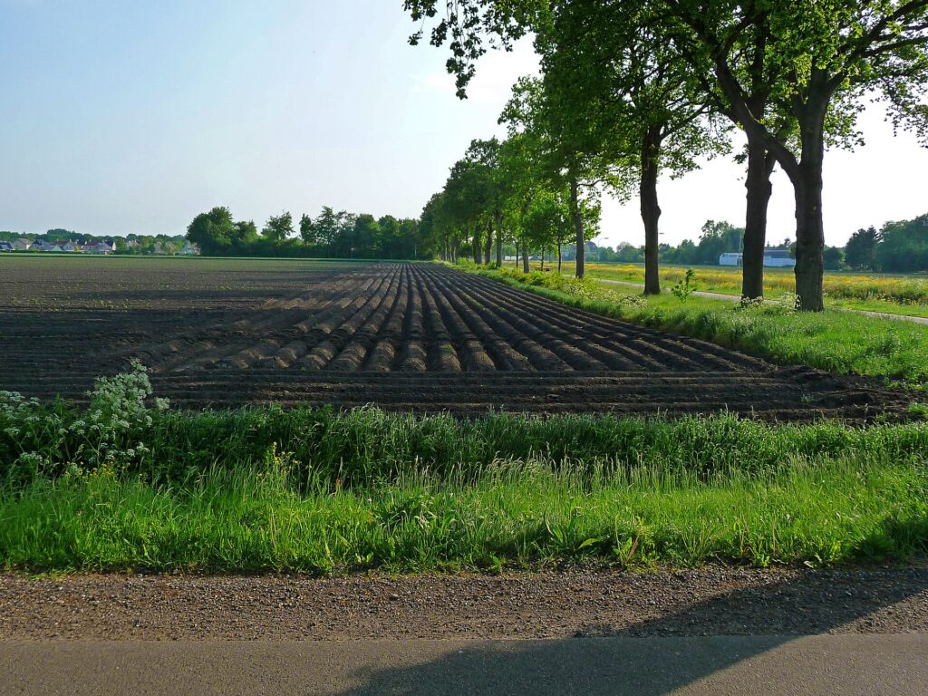 Quy trình cắt tỉa tạo tán cà phê sau thu hoạch - real field image 1