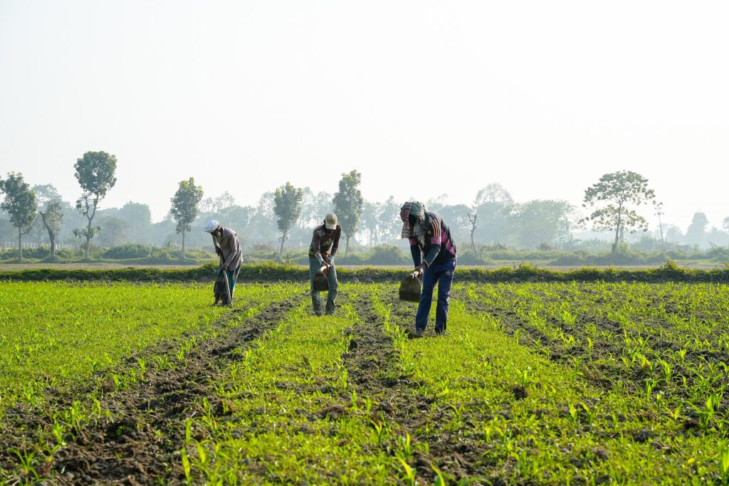 Quy trình cắt tỉa tạo tán cà phê sau thu hoạch - real field image 3
