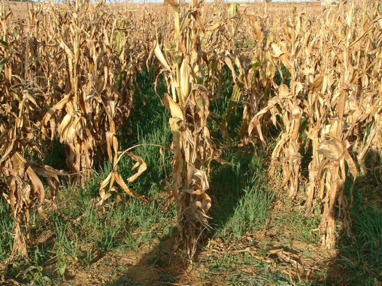 Quy trình chọn và quản lý cây che phủ trong hệ canh tác - real field image 1
