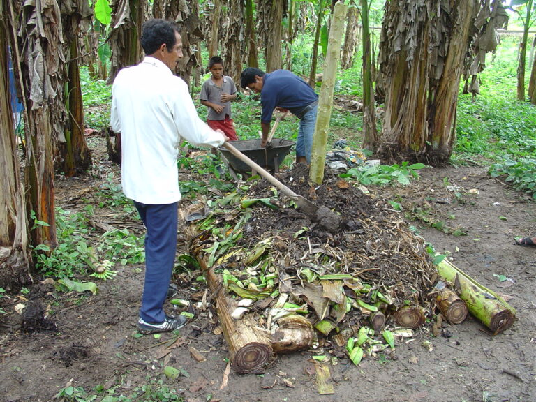 Compost – Ủ phân hữu cơ và sử dụng để cải thiện đất - anh minh hoa 1