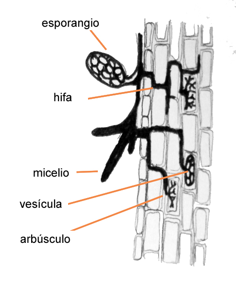 arbuscular mycorrhiza diagram