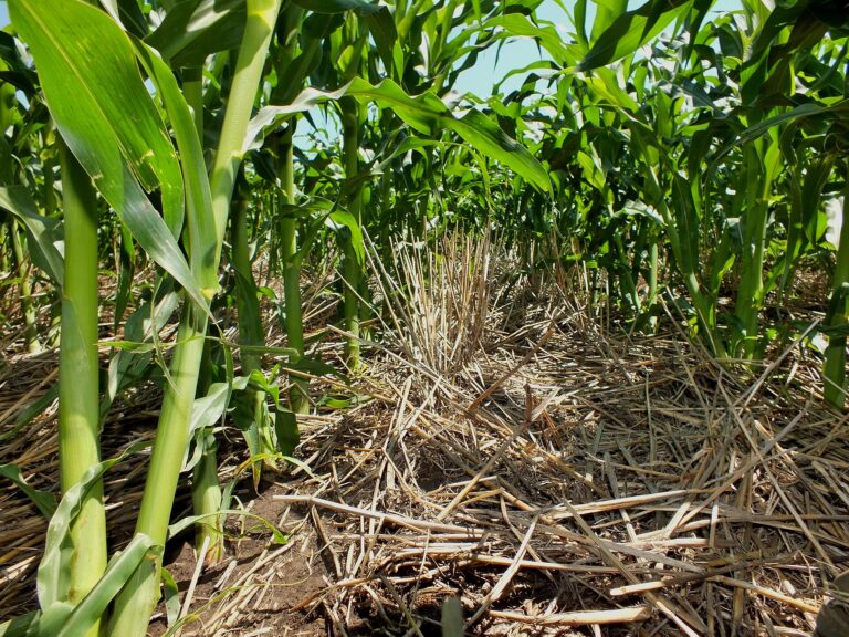 Đất ức chế mầm bệnh: cơ chế sinh học và cách đánh giá - real field image 1
