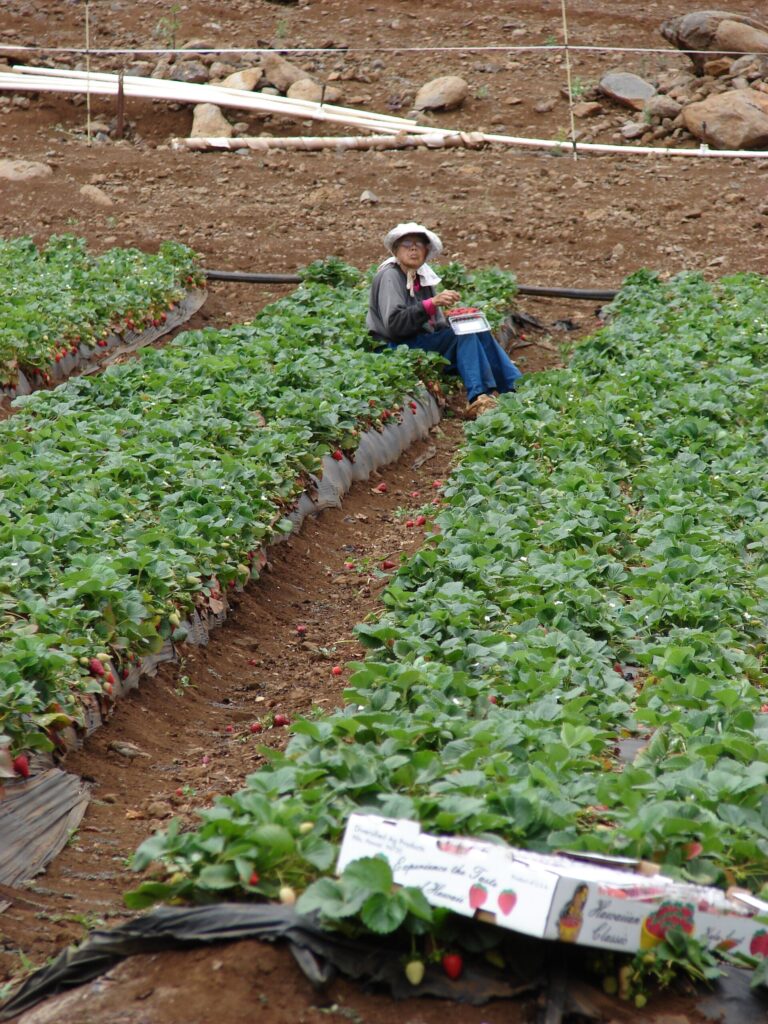 Ruộng dâu tây Fragaria × ananassa