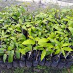 Dinh dưỡng cây ăn trái – Nuôi tán, ra hoa, đậu trái và phục hồi