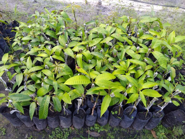 Dinh dưỡng cây ăn trái – Nuôi tán, ra hoa, đậu trái và phục hồi - anh minh hoa 1