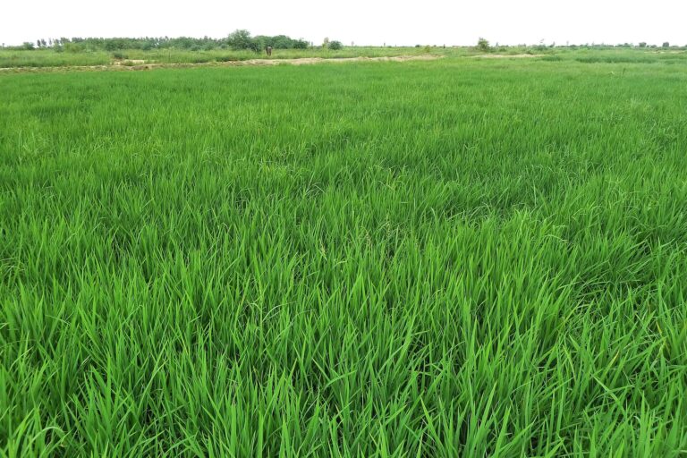 Dinh dưỡng cho lúa – N, P, K, silic và quản lý theo giai đoạn - anh minh hoa 1