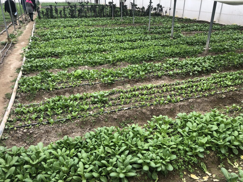 Quy trình giám sát pH và EC trong hệ thủy canh - real field image 3