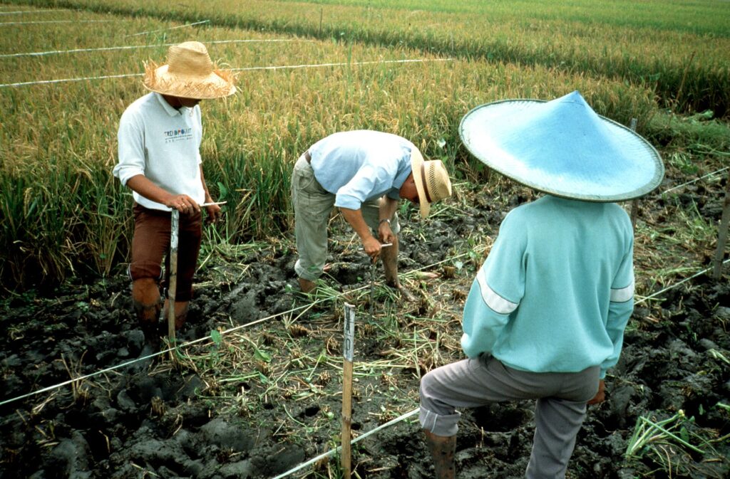 Quy trình làm luống cao để quản lý thoát nước và vùng rễ - real field image 1