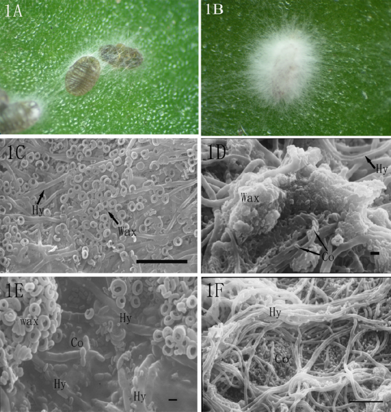 Lecanicillium/Verticillium lecanii trong quản lý rệp và bọ phấn - real field image 1