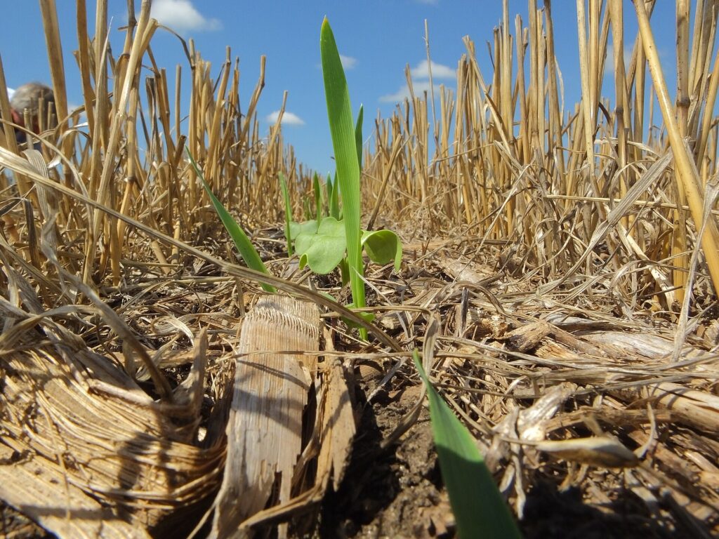 Thiết kế luân canh cây trồng để quản lý đất và dịch hại - real field image 1