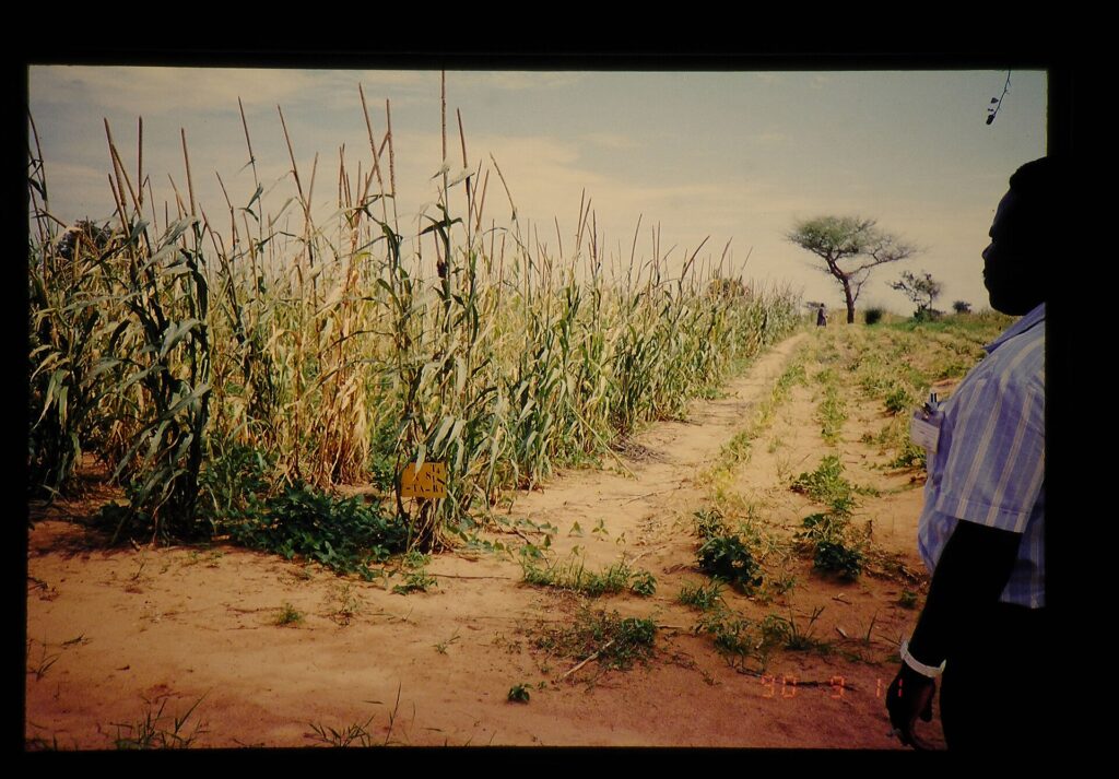 Thiết kế luân canh cây trồng để quản lý đất và dịch hại - real field image 4
