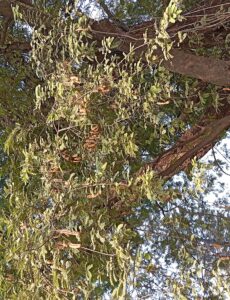 Cây me Tamarindus indica mang trái