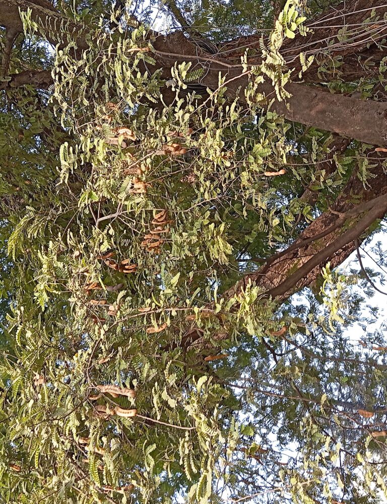 Cây me Tamarindus indica mang trái