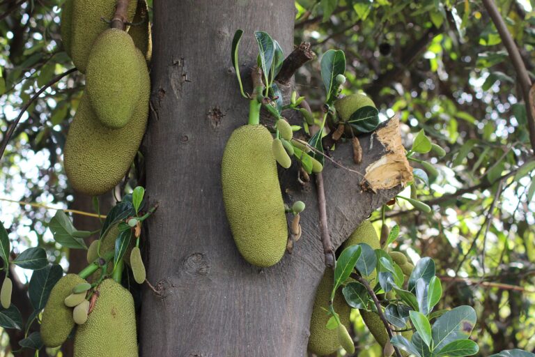 Cây mít Artocarpus heterophyllus mang quả