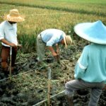 Mulch – Phủ đất trong dinh dưỡng