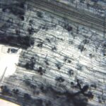 Nấm rễ cộng sinh mycorrhiza – Hấp thu lân, nước và sức khỏe rễ