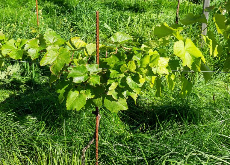 Vườn nho Vitis vinifera có lá và chùm quả