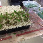 Peat moss trong giá thể – pH, giữ nước và phối trộn dinh dưỡng