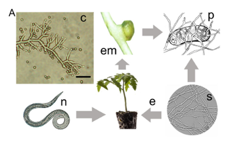Purpureocillium lilacinum trong quản lý tuyến trùng thực vật - real field image 1