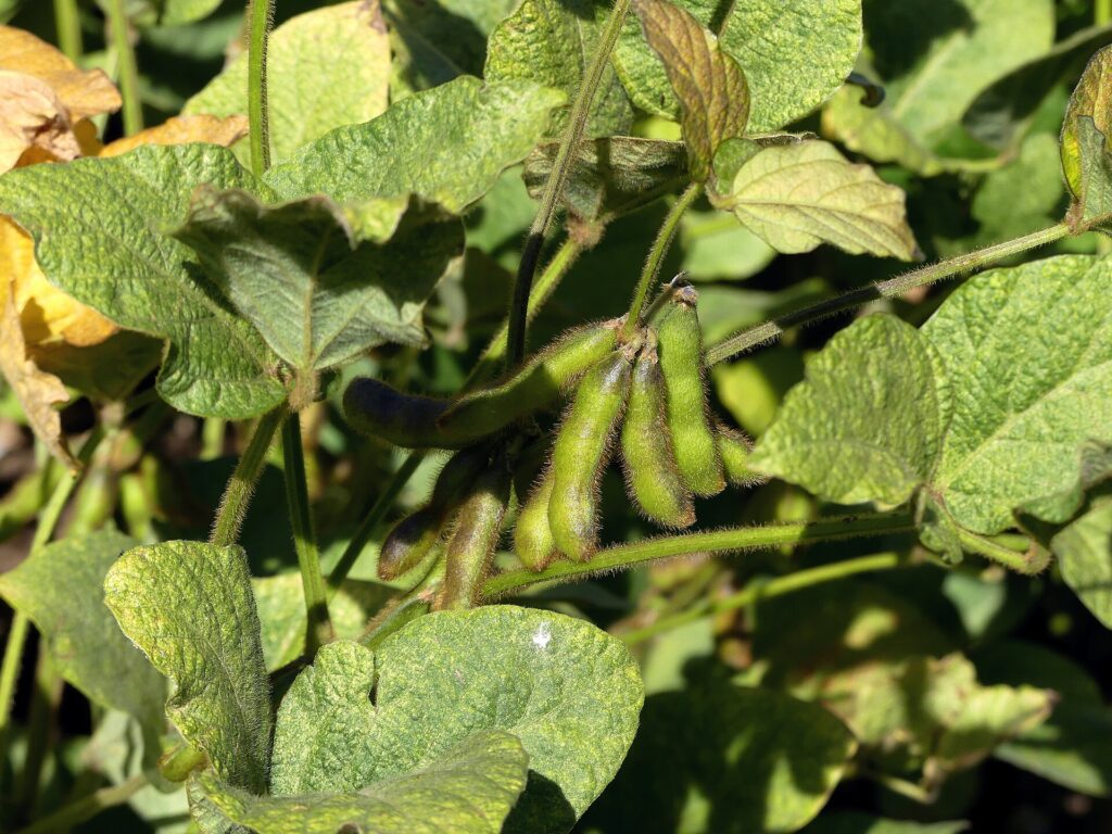 Quy trình canh tác đậu tương và quản lý nốt sần - real field image 1