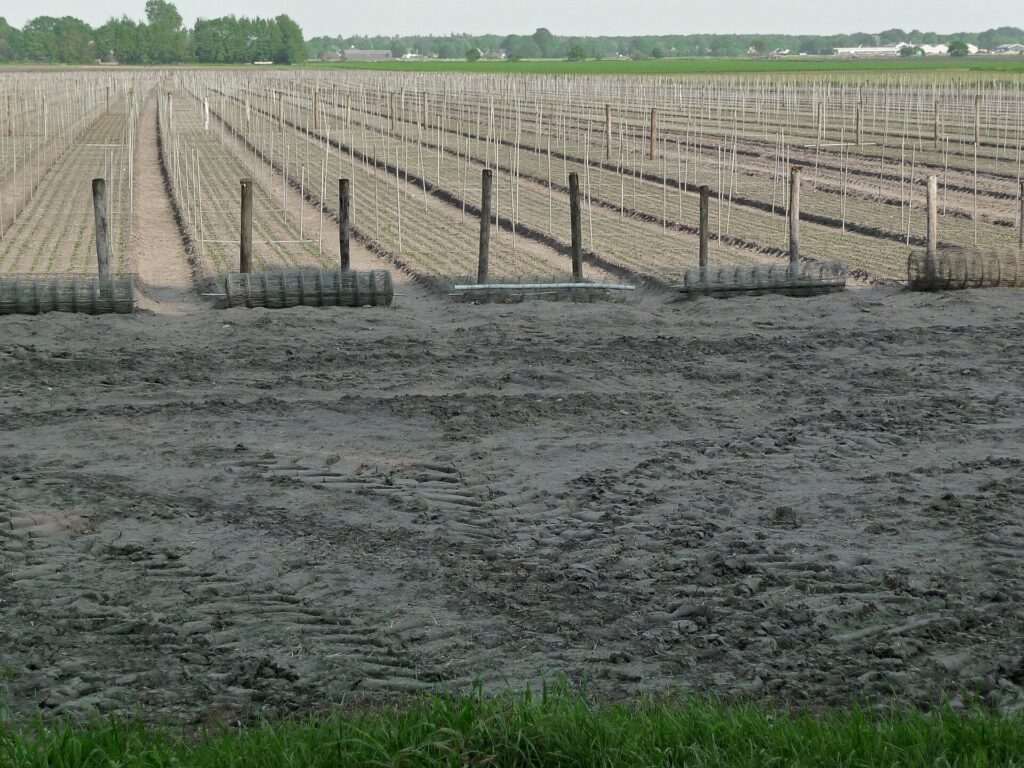 Quy trình canh tác đậu tương và quản lý nốt sần - real field image 4