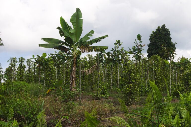 Quy trình quản lý vườn hồ tiêu: thoát nước, tán và bệnh rễ - real field image 1